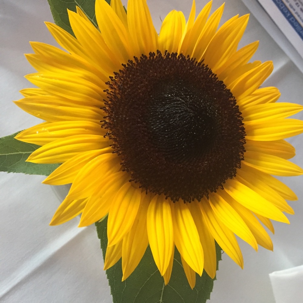 Meet your Posher, Laurie